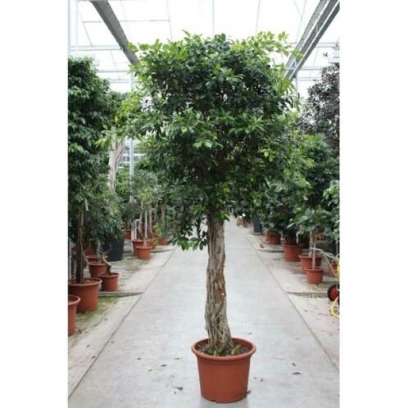 Ficus 'nitida' 220-230cm - Vertakt art53499