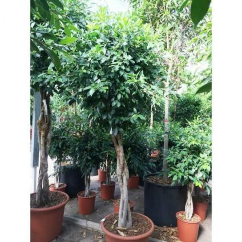 Ficus 'nitida' 220-230cm - Vertakt art53499