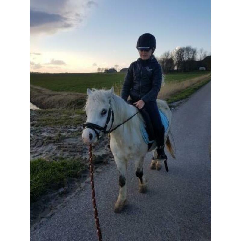 Twee super leuke, lieve kinderpony's