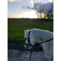 Twee super leuke, lieve kinderpony's