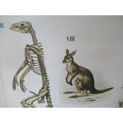 Schoolkaart In de rimboe anatomische Australische dieren