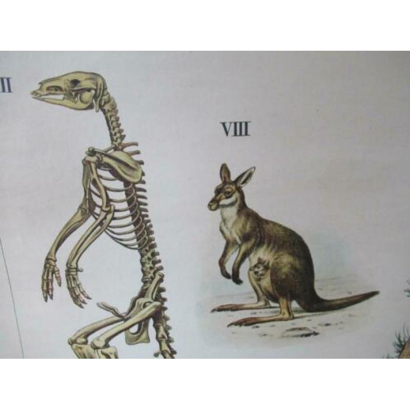 Schoolkaart In de rimboe anatomische Australische dieren