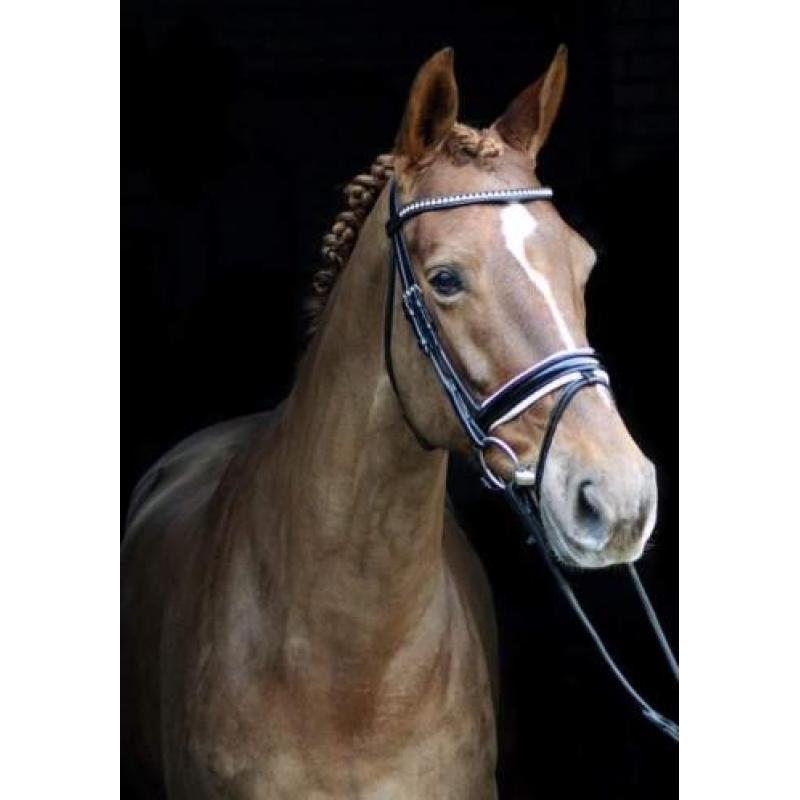 12 jarige dressuur merrie, 1.67 Tideman x Amethist