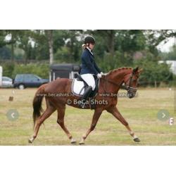 12 jarige dressuur merrie, 1.67 Tideman x Amethist