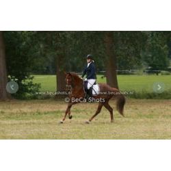 12 jarige dressuur merrie, 1.67 Tideman x Amethist