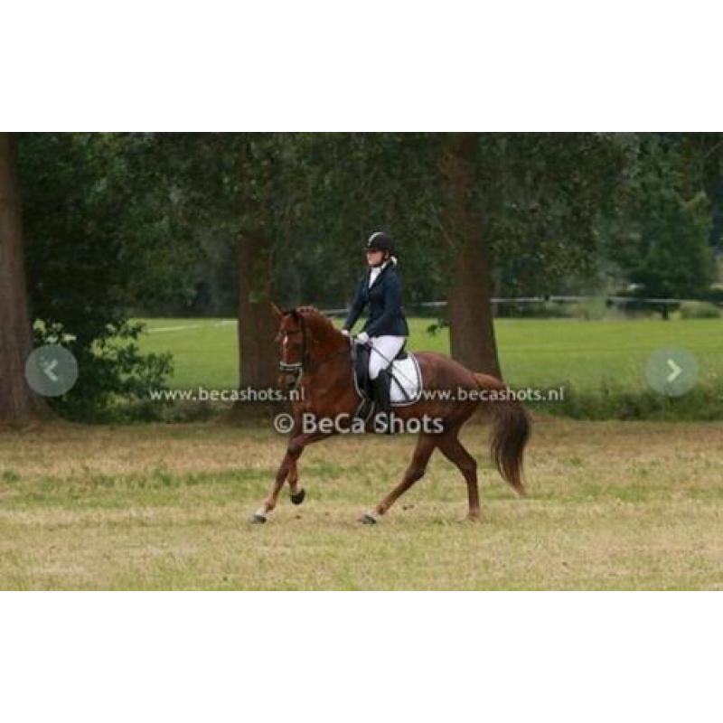 12 jarige dressuur merrie, 1.67 Tideman x Amethist