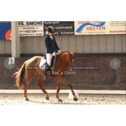 12 jarige dressuur merrie, 1.67 Tideman x Amethist