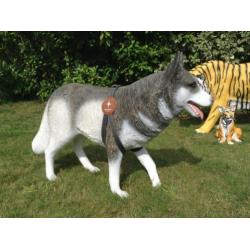 Prachtige husky-hond,levensecht, Siberian Husky,nieuw