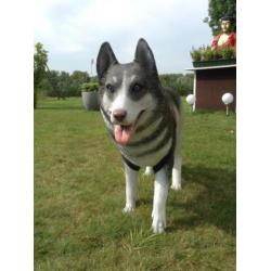 Prachtige husky-hond,levensecht, Siberian Husky,nieuw