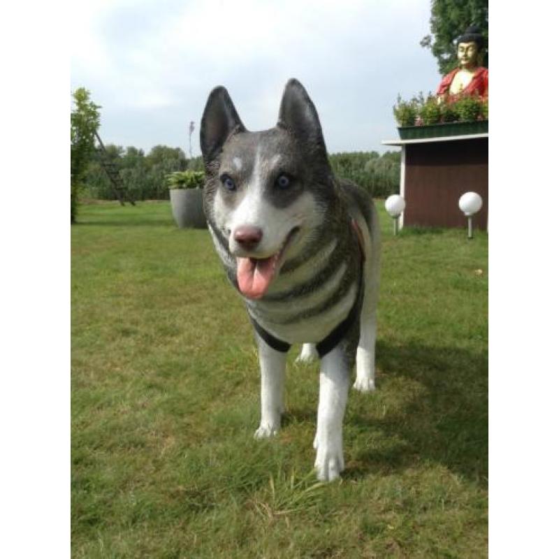 Prachtige husky-hond,levensecht, Siberian Husky,nieuw