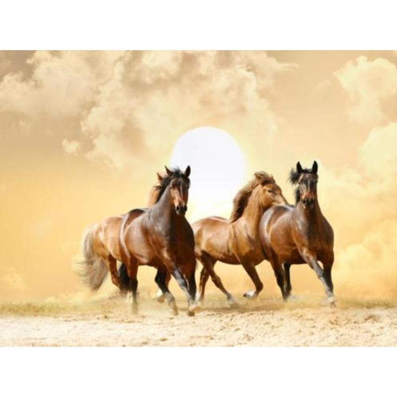 Paarden vliesbehang Running Horses